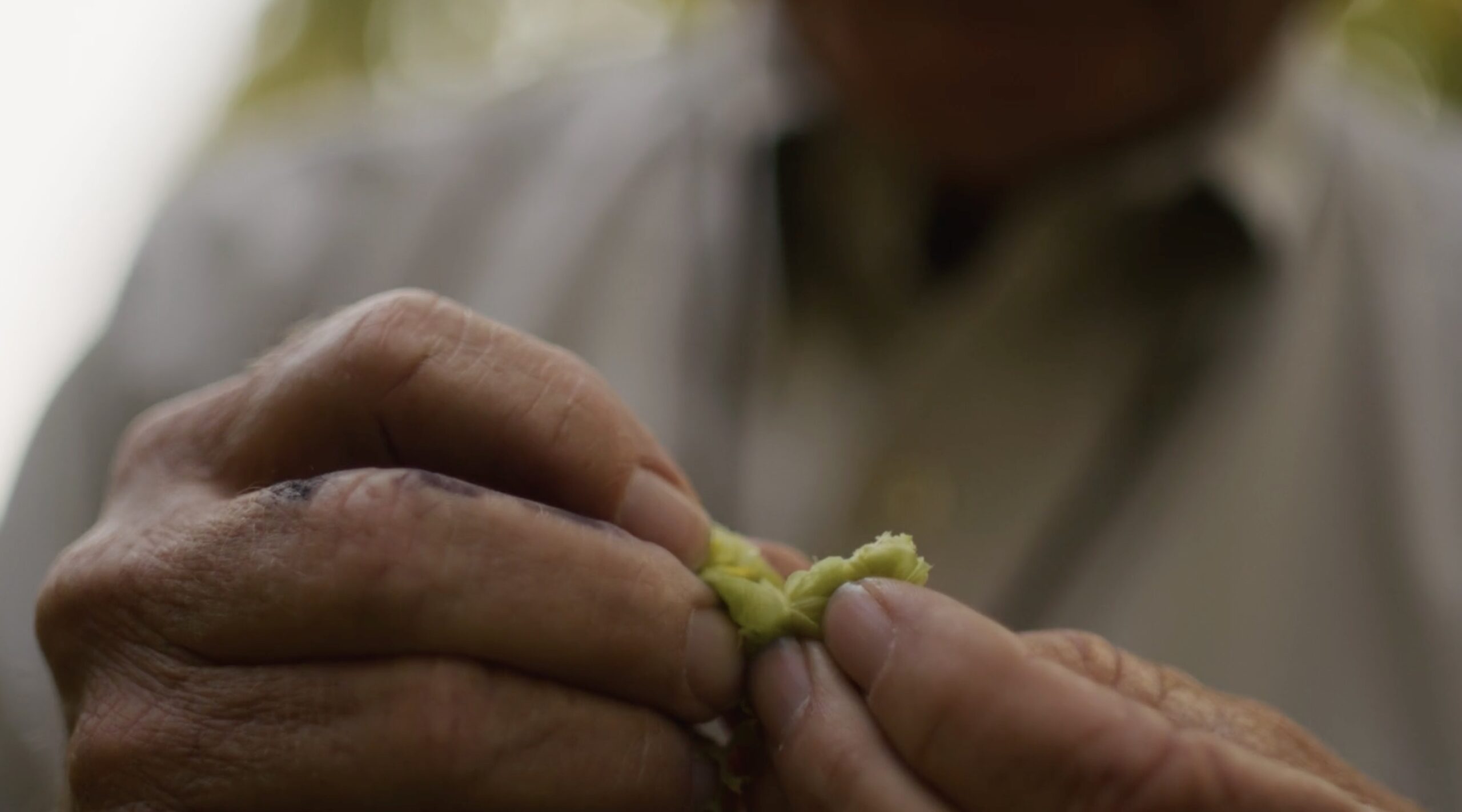 Farmer inspecting hops in Fremont Brewing video